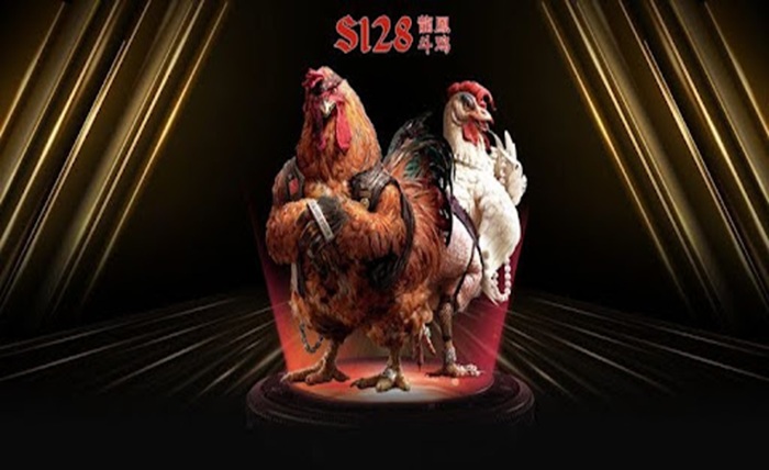 cockfighting betting